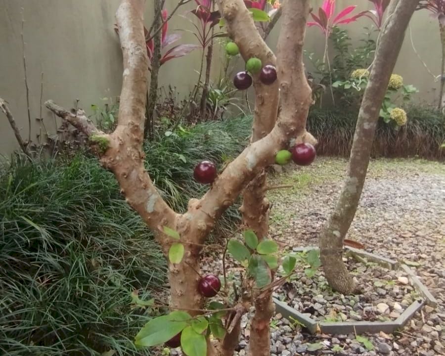 Imagem imóvel Casa À Venda em Itanhaém com 3 Dormitórios - Porteira Fechad